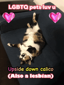 a cat is laying on its back on a blue couch with the words upside down calico also a lesbian