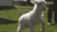 Lamb Tomie GIF - Lamb Tomie GIFs