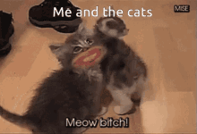 Me And Cats Meow GIF - Me And Cats Meow Kitten GIFs