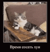 a cat is laying on a wooden chair with a stuffed animal on the arm rest .