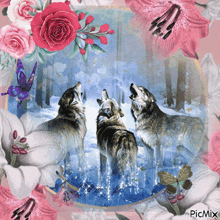 Wolf Wolves GIF - Wolf Wolves Wolfs GIFs