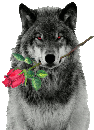 Lobo Wolf Sticker - Lobo Wolf Rose Stickers
