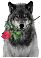 a wolf holding a red rose in its mouth