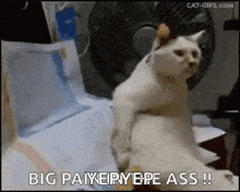 Cat Funnycat GIF - Cat Funnycat Bigpainintheass GIFs