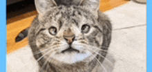 Dumb Cat GIF - Dumb Cat GIFs