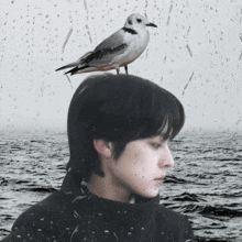a seagull sits on a man 's head in front of the ocean
