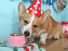 Birthday Corgi GIF - Birthday Corgi Birthday Cake GIFs