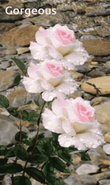 Gorgeous Roses Pink White Rose GIF