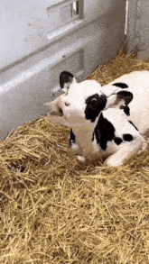 Cow Eating GIF