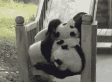 Panda Tumbles Down GIF - Panda Tumbles Down Pandas Rolling Down GIFs