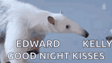 Funny Animals Kiss GIF - Funny Animals Kiss Aardvark GIFs