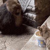 a monkey and a cat are eating from a bowl of food