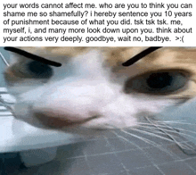 a cat with a caption that says " your words cannot affect me "