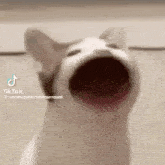 a close up of a cat 's face with its mouth wide open .
