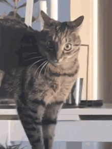 Funny Cat GIF - Funny Cat Reaction GIFs