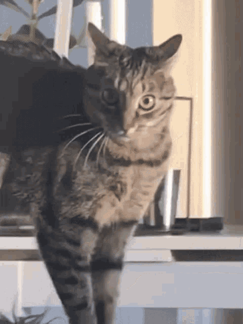 [Image: funny-cat.gif]