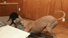 Grayhound Dog GIF - Grayhound Dog Dog Play GIFs
