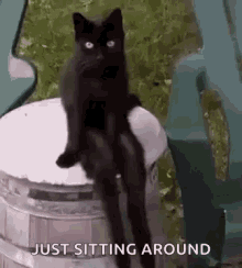 Cat Sit GIF - Cat Sit Human GIFs
