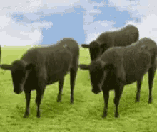 Cows GIF