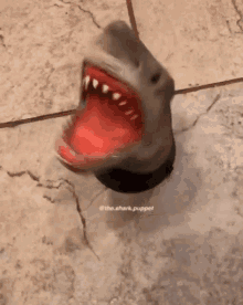 Going Crazy Shark GIF - Going Crazy Shark Spinning GIFs