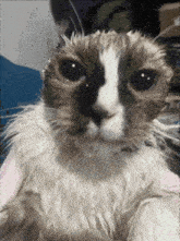 a close up of a cat 's face with water drops on it 's face