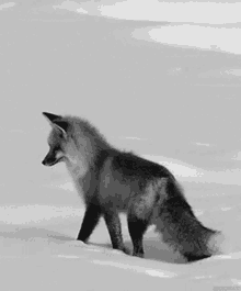 Audacity Siberian GIF - Audacity Siberian Fox GIFs