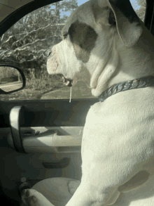 Dog Drooling GIF - Dog Drooling Driving GIFs