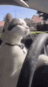 Cat Driving GIF - Cat Driving Cat GIFs