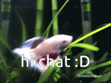 Fish Hi GIF - Fish Hi Hi Chat GIFs