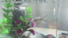 The Fish GIF - Fish Aquarium Swiming GIFs