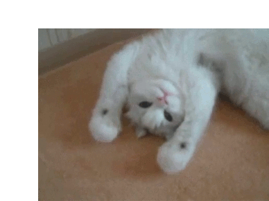 a white kitten is laying on its back on a carpet .