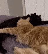 Yourarchivist Cat Cuddle GIF - Yourarchivist Cat Cuddle Black Cat GIFs