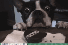 Hostess Cupcake GIF - Want Boston Boston Terrier GIFs