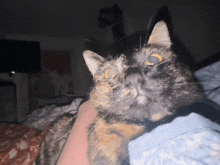 a close up of a cat 's face looking up at the camera