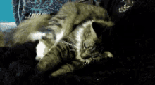 a cat laying on top of another cat on a couch