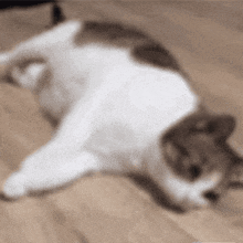 a white and brown cat is laying on its back on the floor .