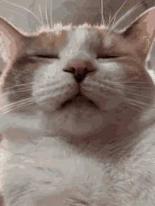 Cat Sniff You Smell GIF - Cat Sniff You Smell Panko GIFs