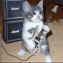 Cat Guitar GIF