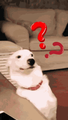 Zouzou Dog Confused Dog GIF - Zouzou Dog Confused Dog Funny Dog GIFs