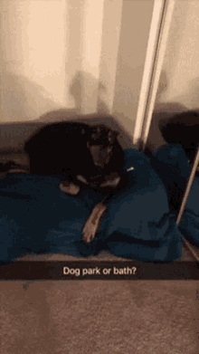 Doberman Dog GIF - Doberman Dog GIFs