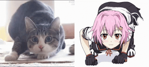 Cat Girl GIF - Cat Girl Meme - Discover & Share GIFs