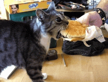 a cat eating a hamburger in front of a box of quibbles
