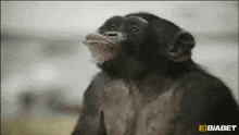 Maymun Komik GIF - Maymun Komik GIFs