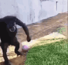 GIF