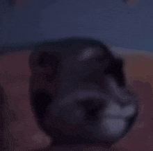 a blurred image of a black and white cat laying on a bed