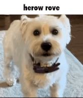a small white dog wearing a purple collar is standing on a white rug .