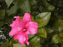 Beautiful Pink GIF