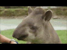 Tapir Scratch GIF