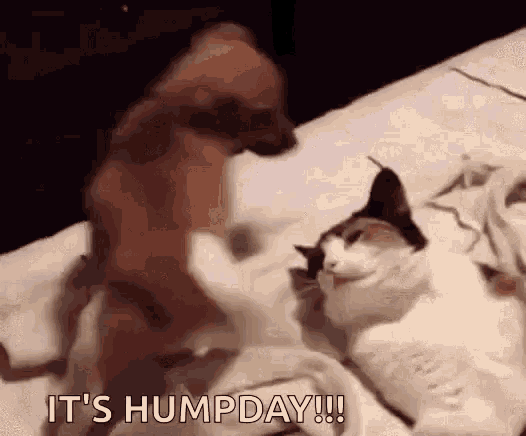 grumpy cat hump day camel meme