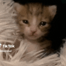 Sad Cat Crying Cat GIF - Sad Cat Cat Crying Cat GIFs